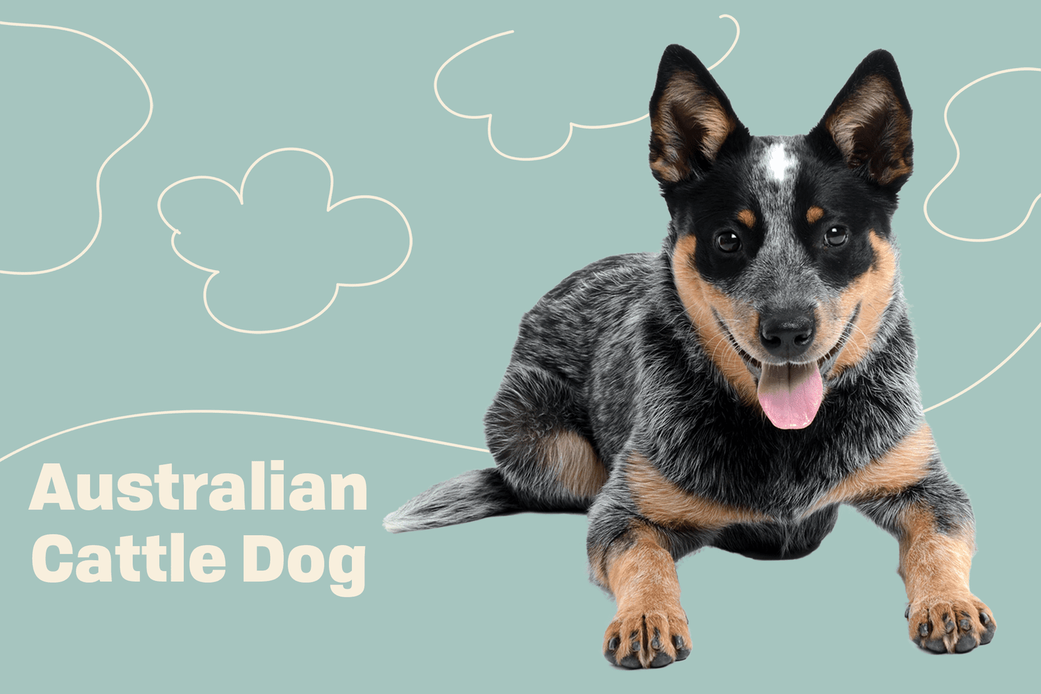 Australian Cattle Dog Breed Information & Characteristics | Daily Paws