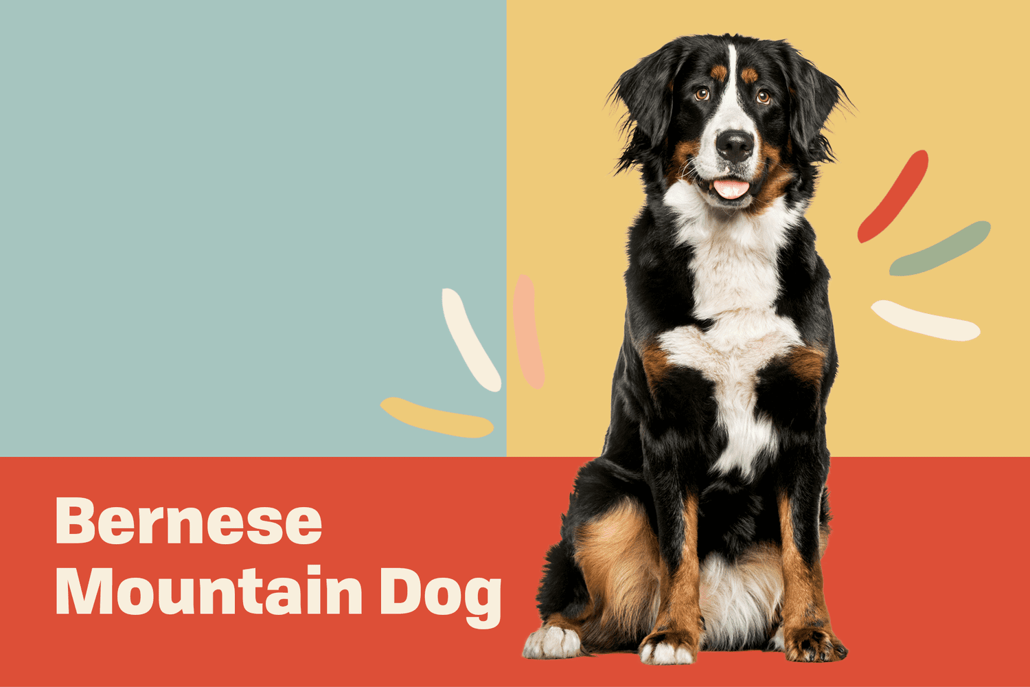Bernese Mountain Dog Breed Information & Characteristics | Daily Paws