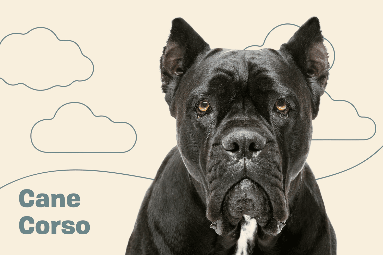 Original despair Steep Cane Corso Dog Breed Information & Characteristics | Daily Paws