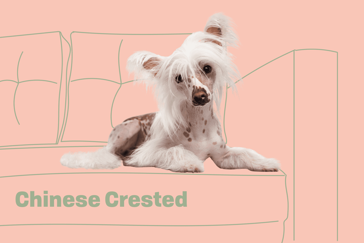 Chinese crested - Dog Breeds - Daily Paws