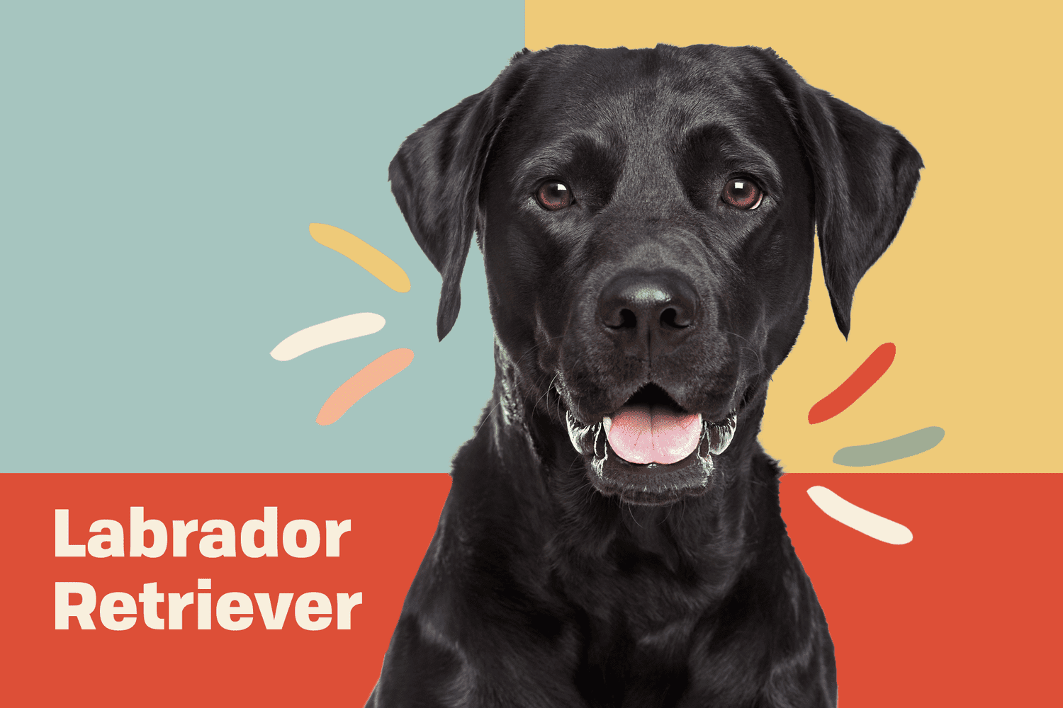 Labrador Retriever (Lab) Dog Breed Information & Characteristics | Daily  Paws
