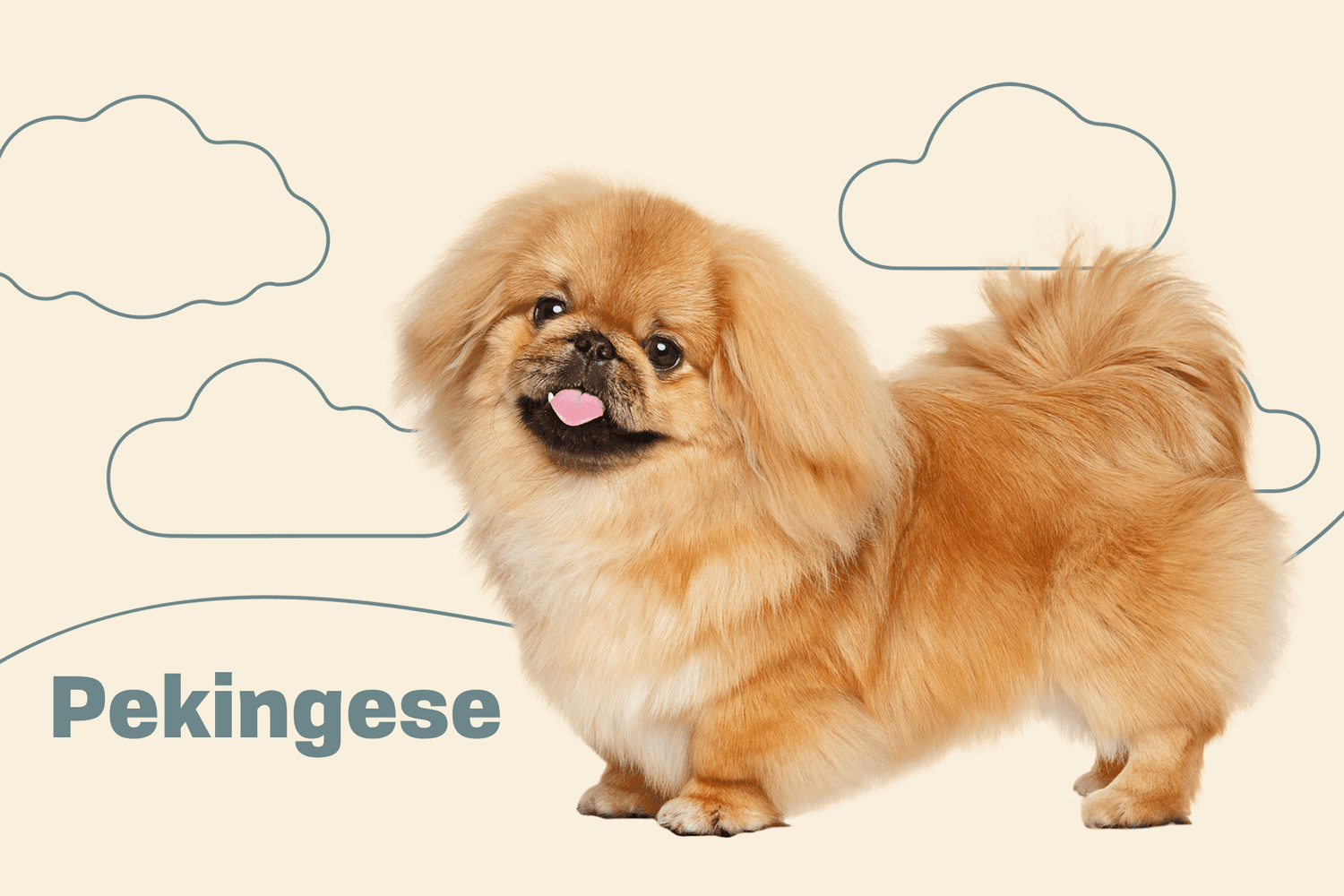 Pekingese Dog Breed Information & Characteristics | Daily Paws