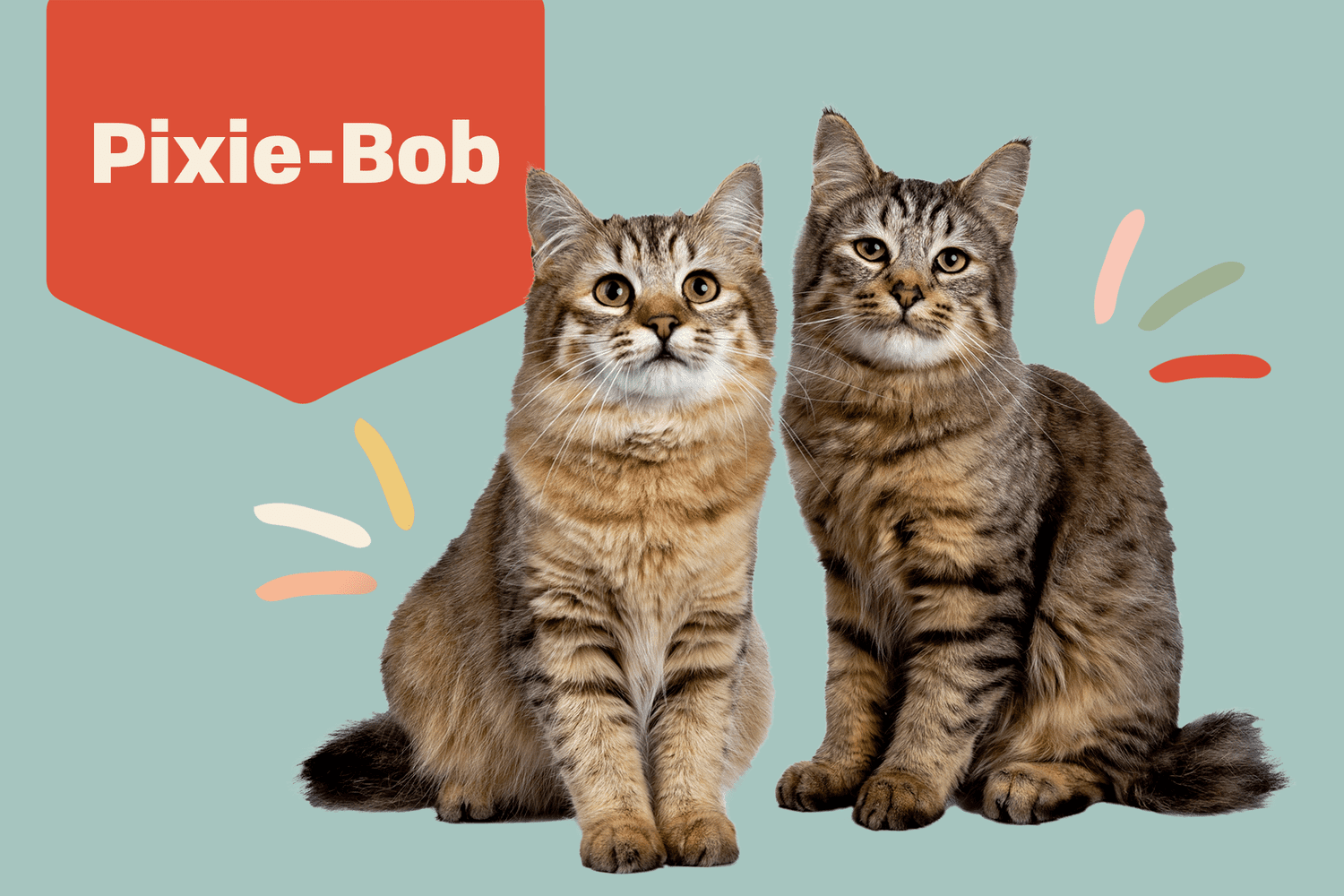Pixie-Bob Cat Breed Information & Characteristics | Daily Paws