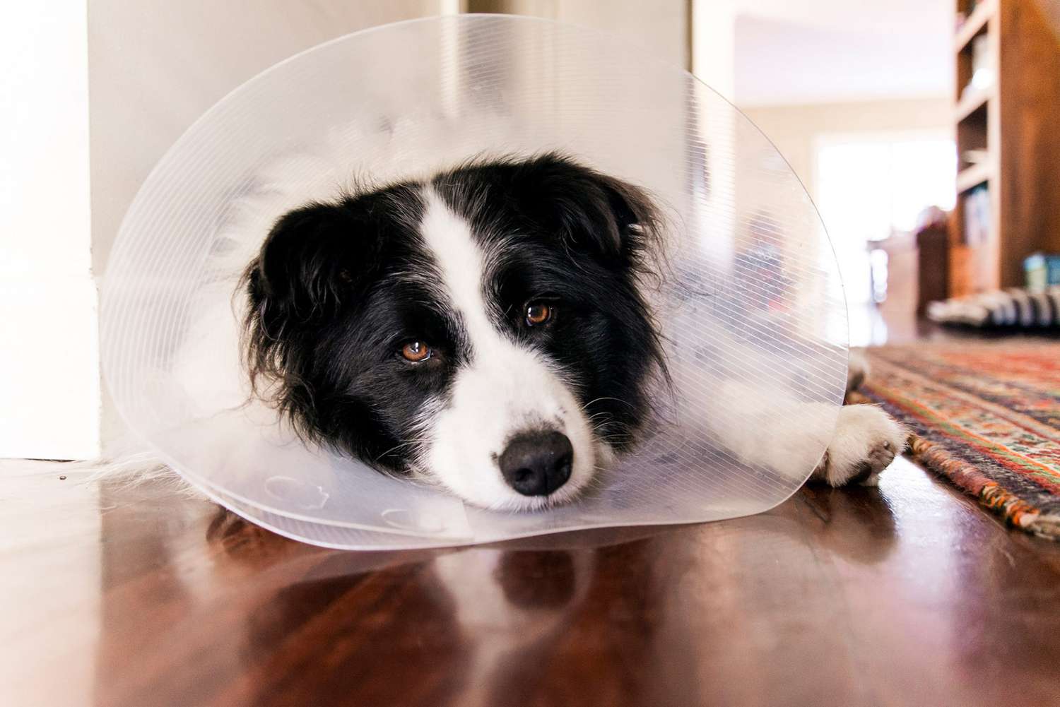 What You Should Know If Your Dog Needs to Wear a Cone | Daily Paws