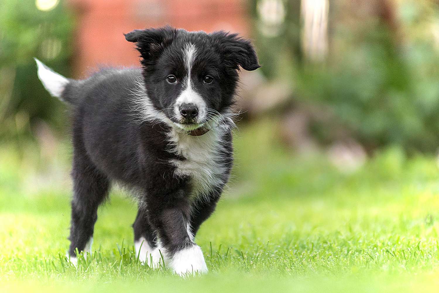 border collie lover border collie Dog border collie dad border collie mom fur mom border collie gift dog mom puppy lover pure breed