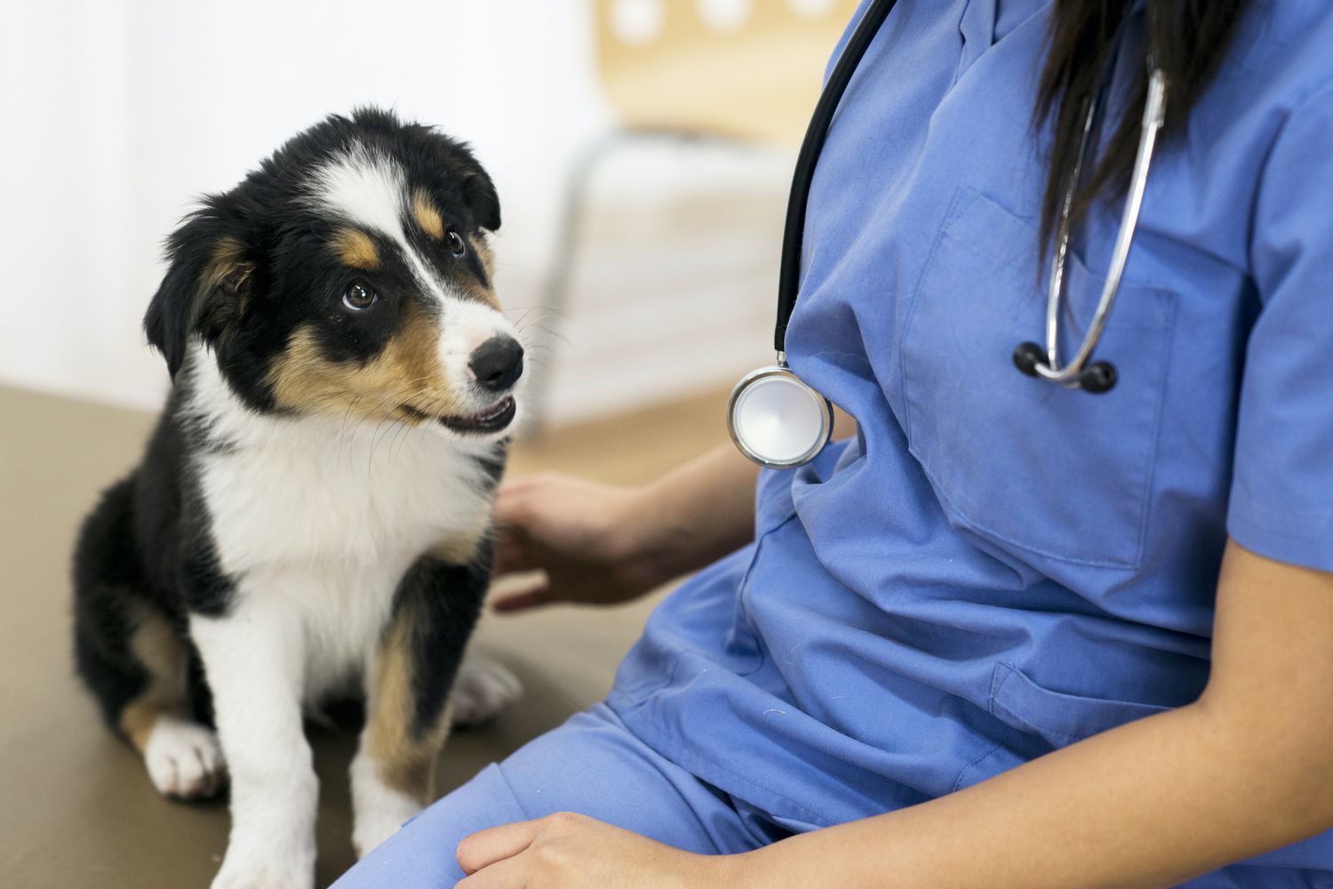 The Best Pet Wellness Plans That Cover What Insurance Won't