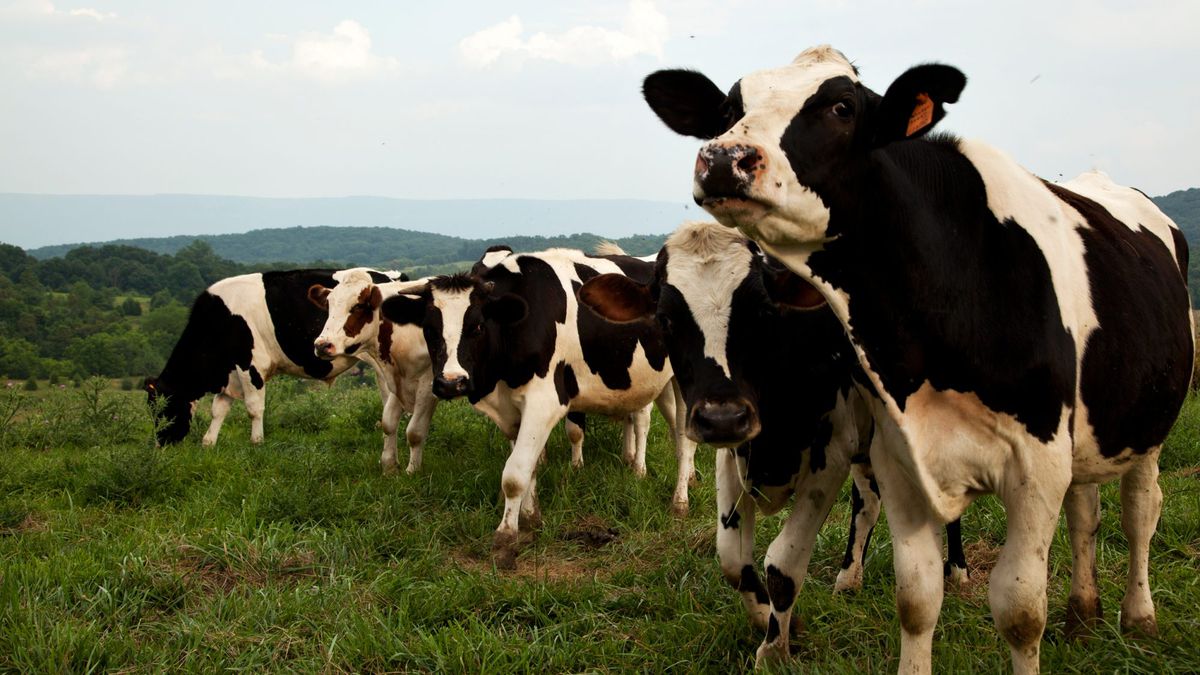 Happy Cows Really Do Make Better Milk | Food & Wine