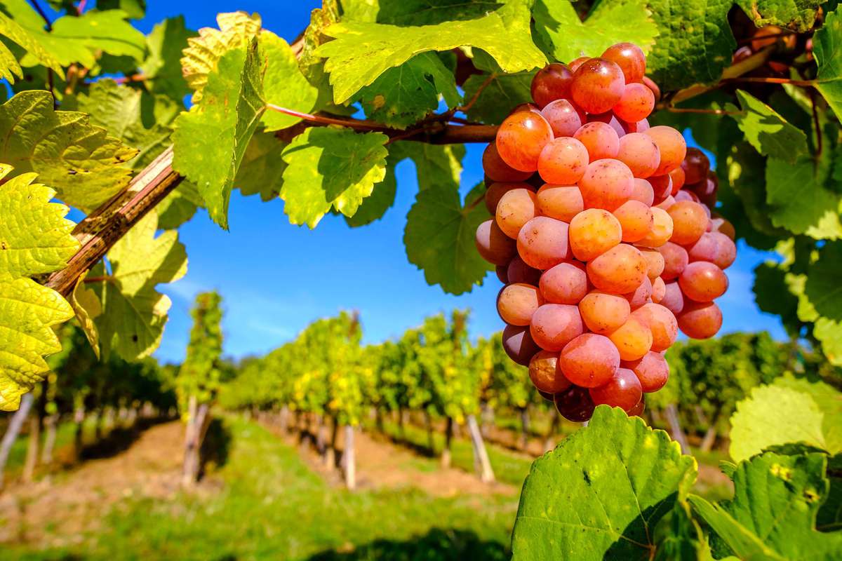 Everything You Need to Know About Gewürztraminer