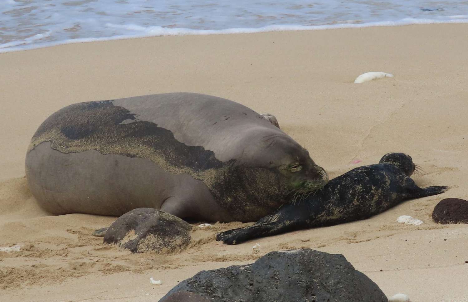 Birth of Endangered Hawaiian Monk Seal in the Wild Caught on Camera — See the Amazing Photos!