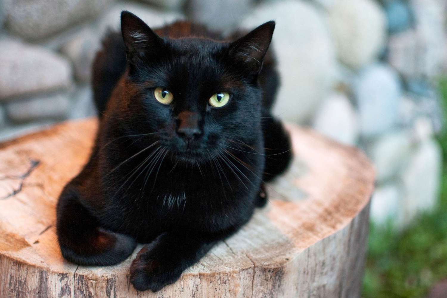Black Cat Attitude