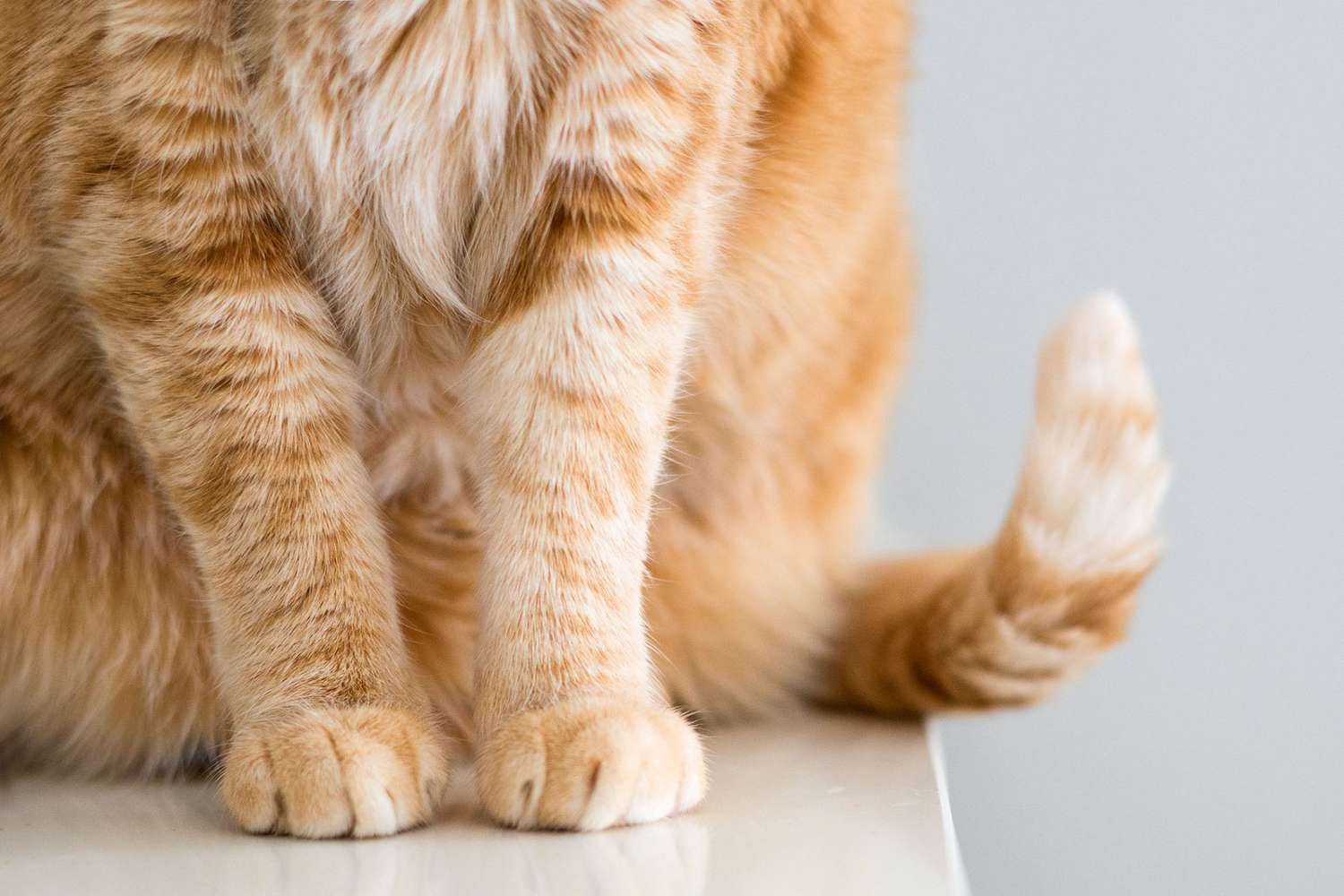 How to Tell If Your Cat Has a Broken Tail | Daily Paws
