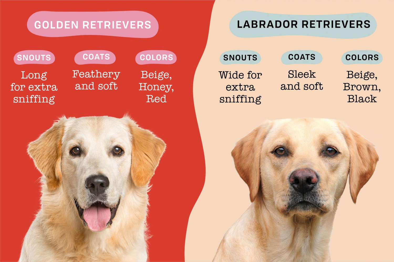 fad Mentalt Paradoks Golden Retriever vs. Labrador Retriever: Which Dog Breed Is Right for You?  | Daily Paws