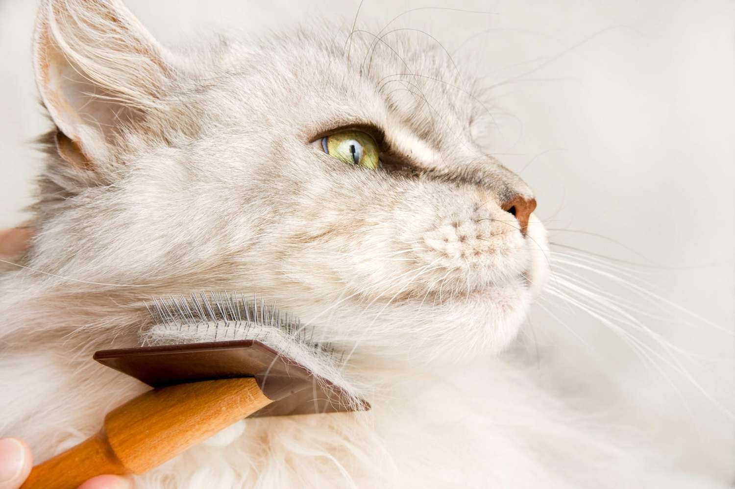 What Causes Cat Matted Fur—Plus How to Detangle and Prevent Mats from  Coming Back | Daily Paws