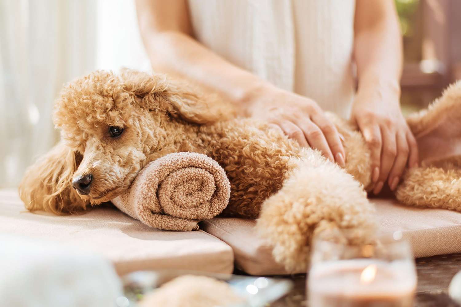 Dog Grooming Costs and How Much to Tip Your Dog Groomer | Daily Paws