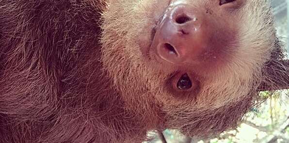 There is not enough cute in the world for these rescued baby sloths