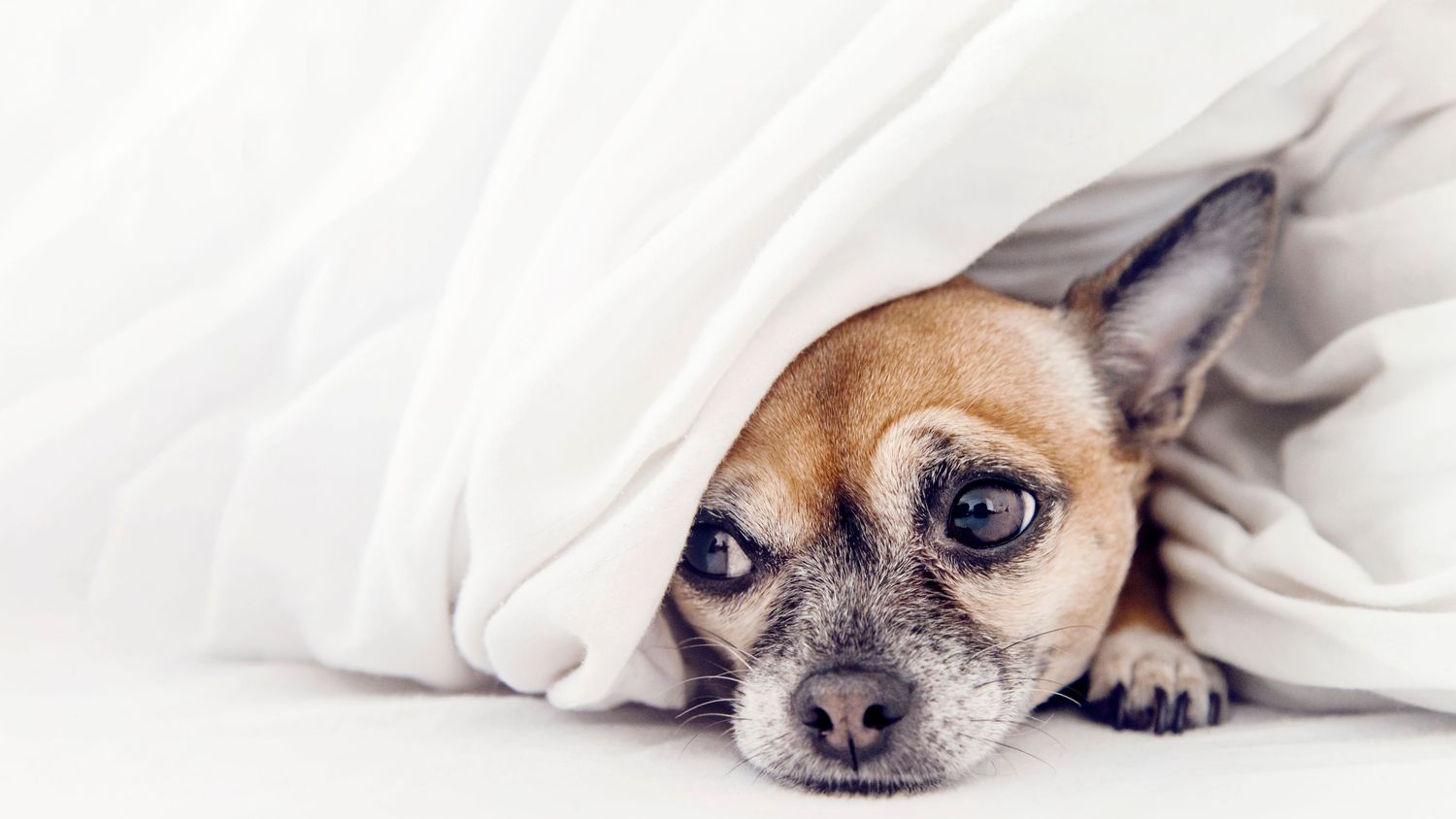 How to Comfort a Pet That's Scared of Fireworks, Thunder, and Other Sudden Noises | Martha Stewart