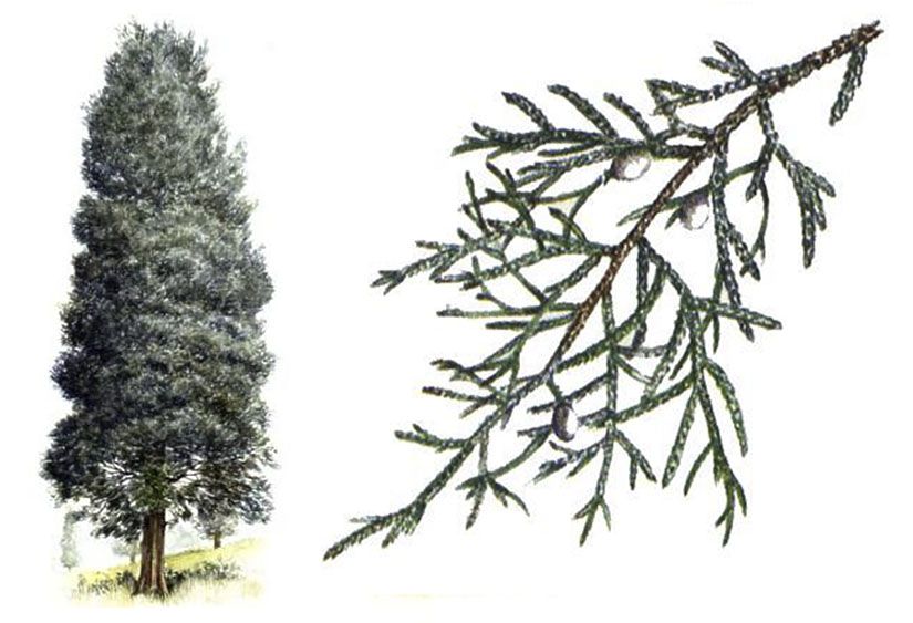 The Eastern Red Cedar