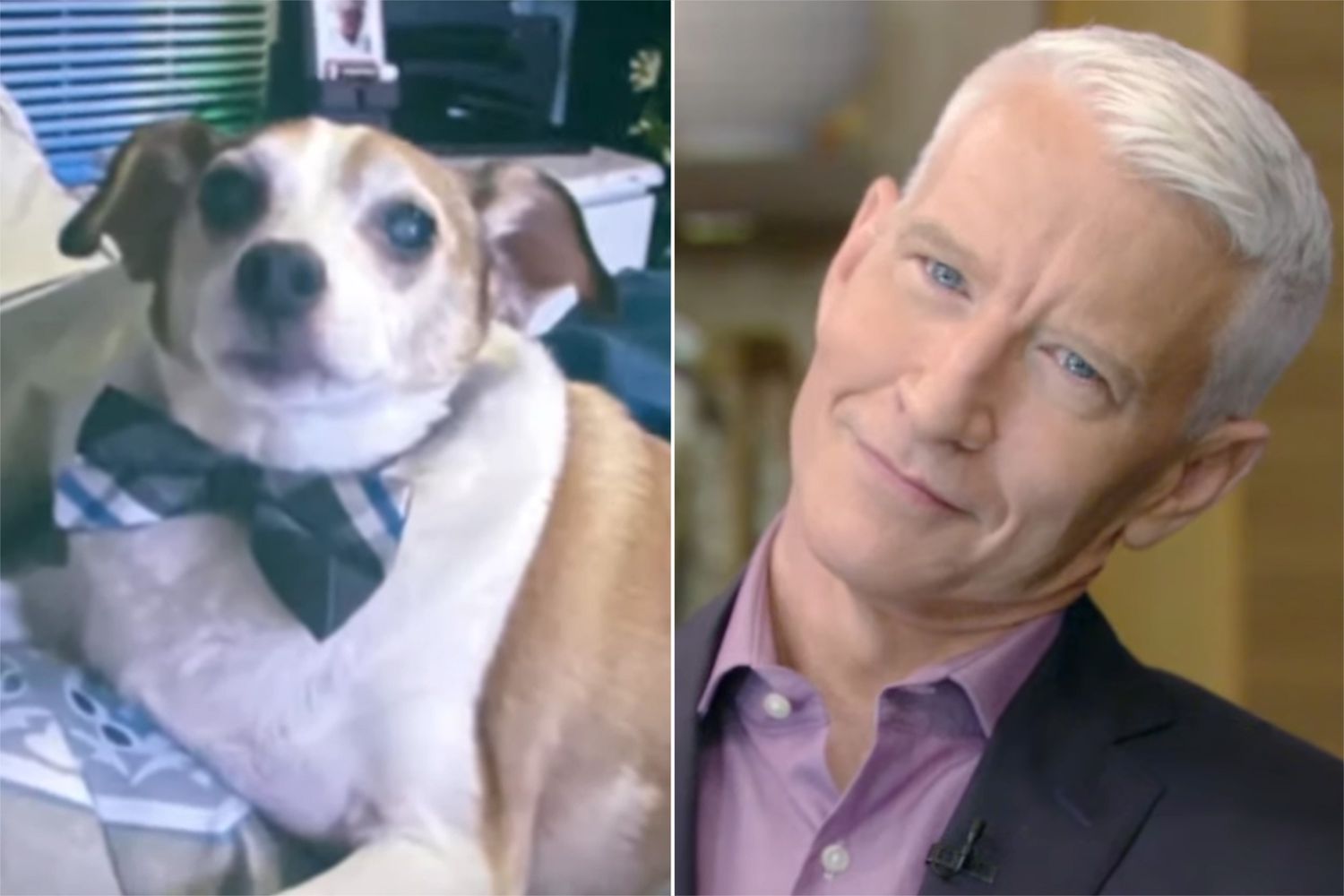 Anderson Cooper’s ‘very pale’ face compared to dog, cats on live TV