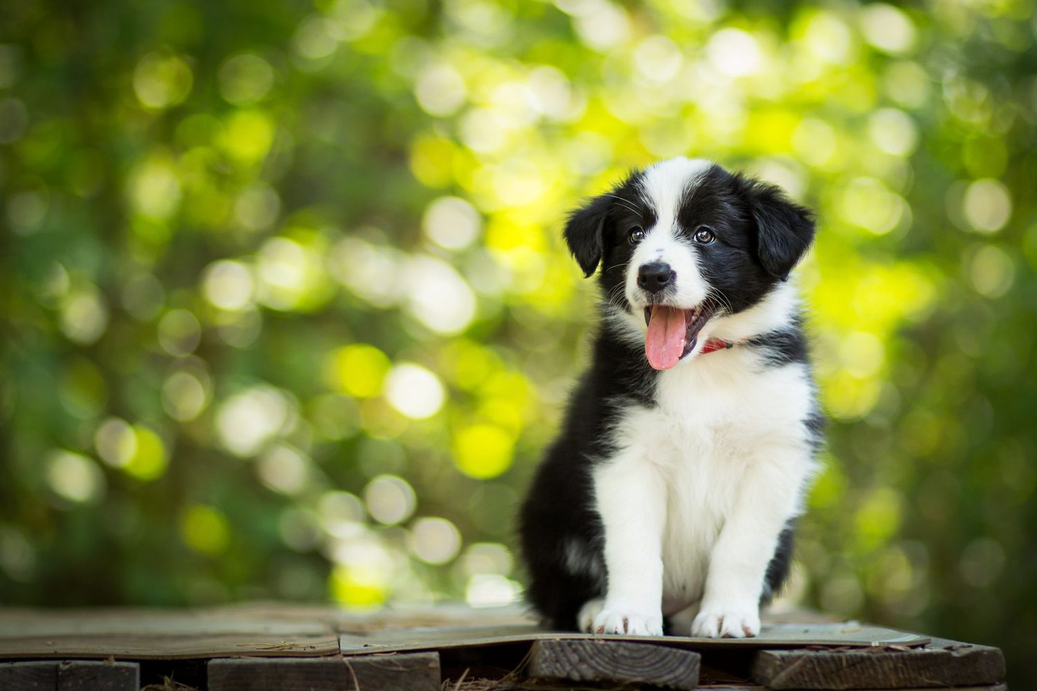 118 of the Best Black and White Dog Names | Daily Paws