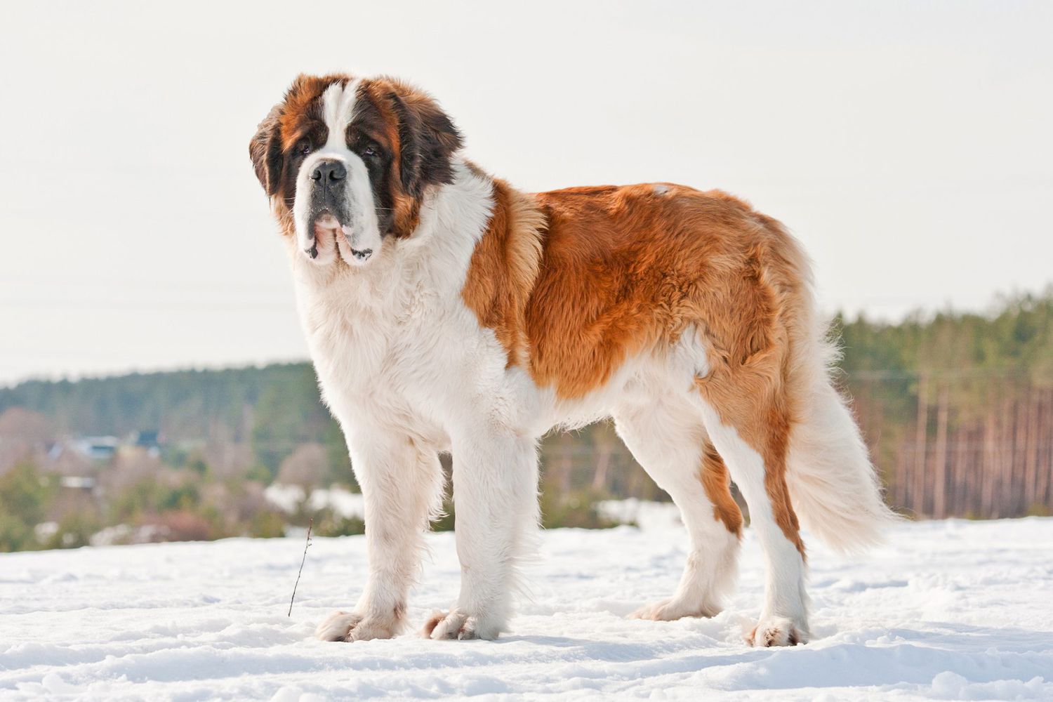 10 Massive Mountain Dog Breeds That Will Steal Your Big Heart | Daily Paws