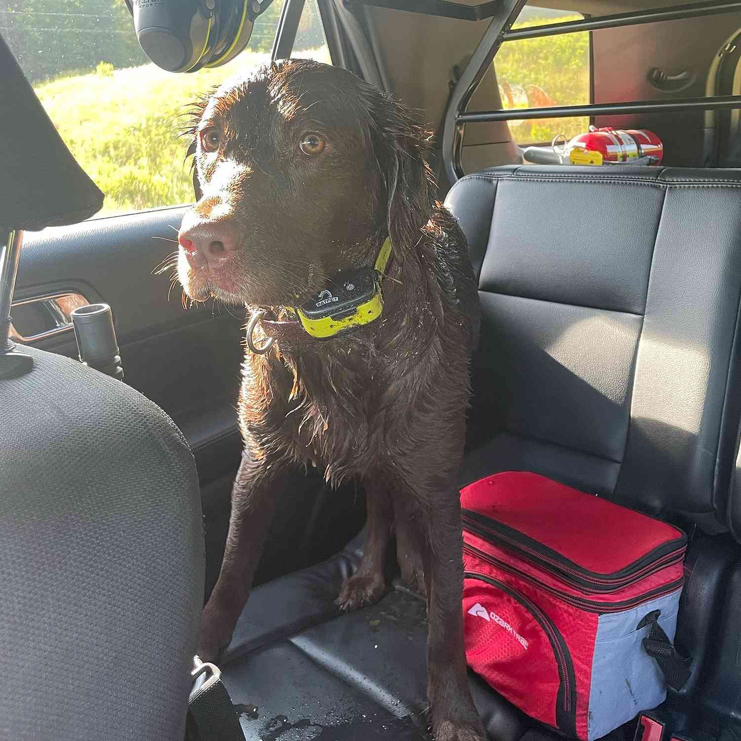 Il cane espulso dall'auto durante l'incidente di ribaltamento aiuta ad avvisare la polizia statale del Maine in caso di incidente
