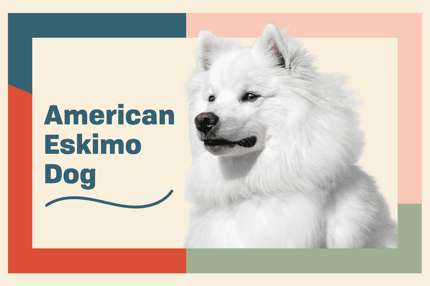 American Eskimo Dog Breed Information and Characteristics | Daily Paws