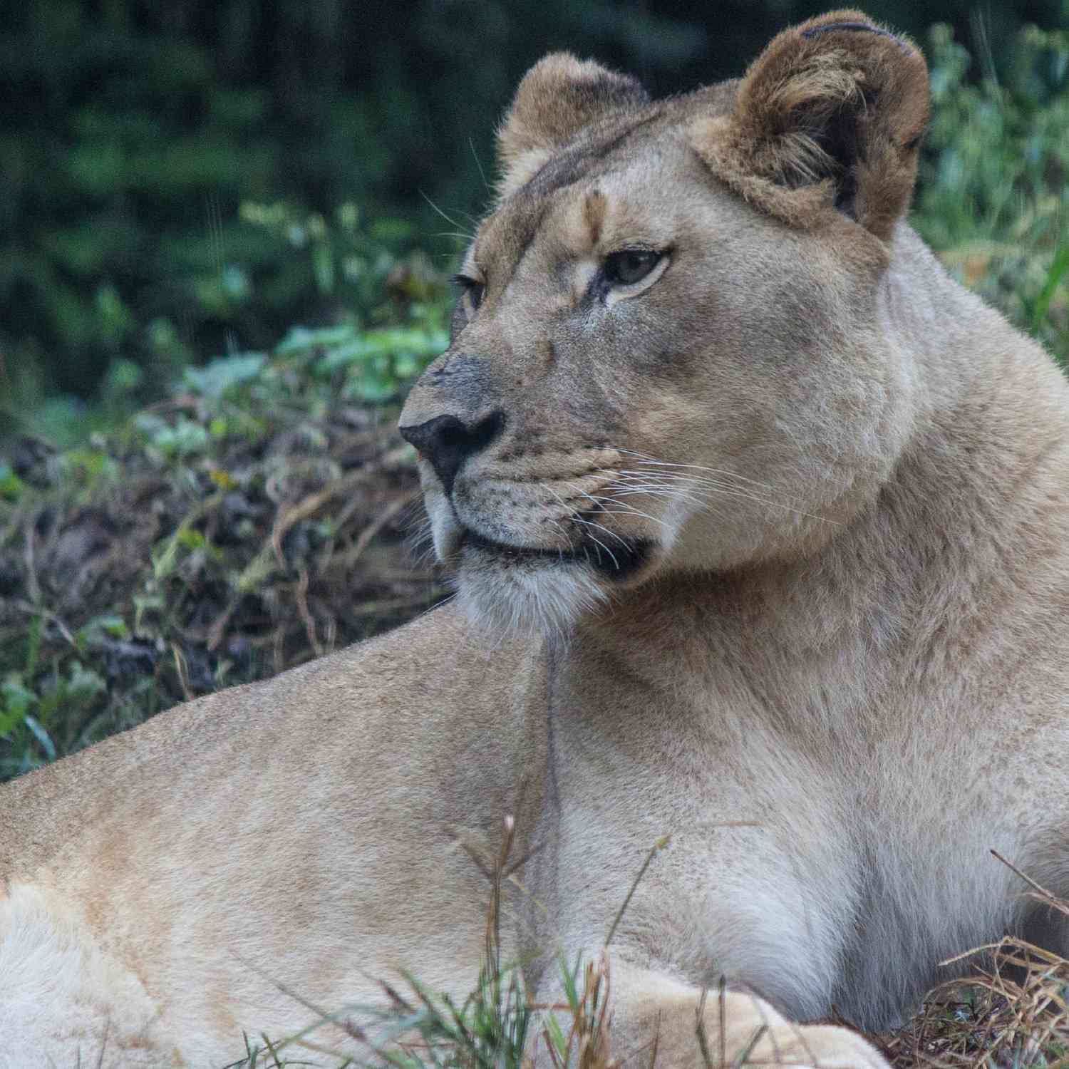 Akili the Lioness Killed by Male Lion During the Animals' Introduction at Birmingham Zoo