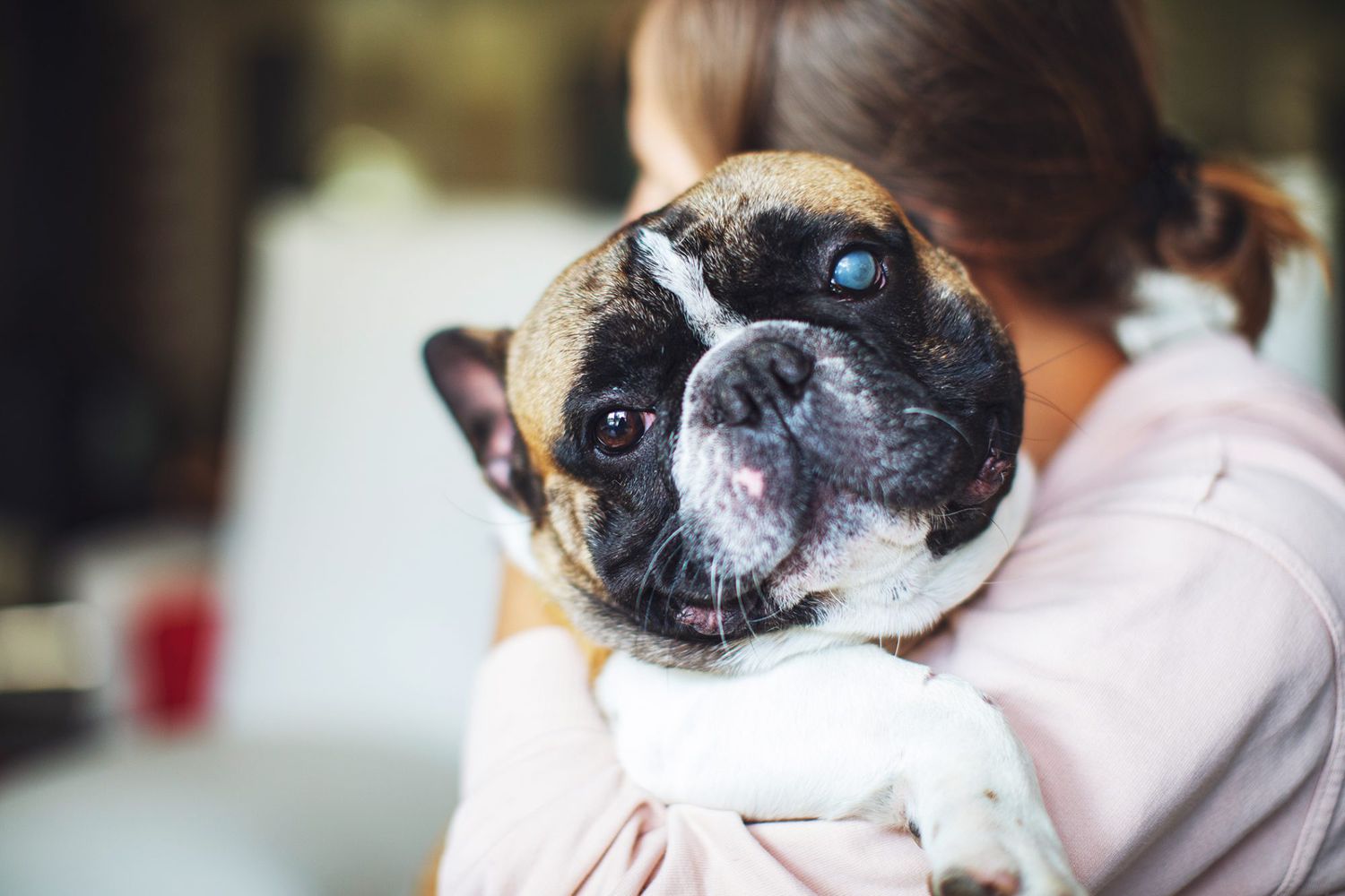 6 Strategies to Care for a Blind Dog | Daily Paws