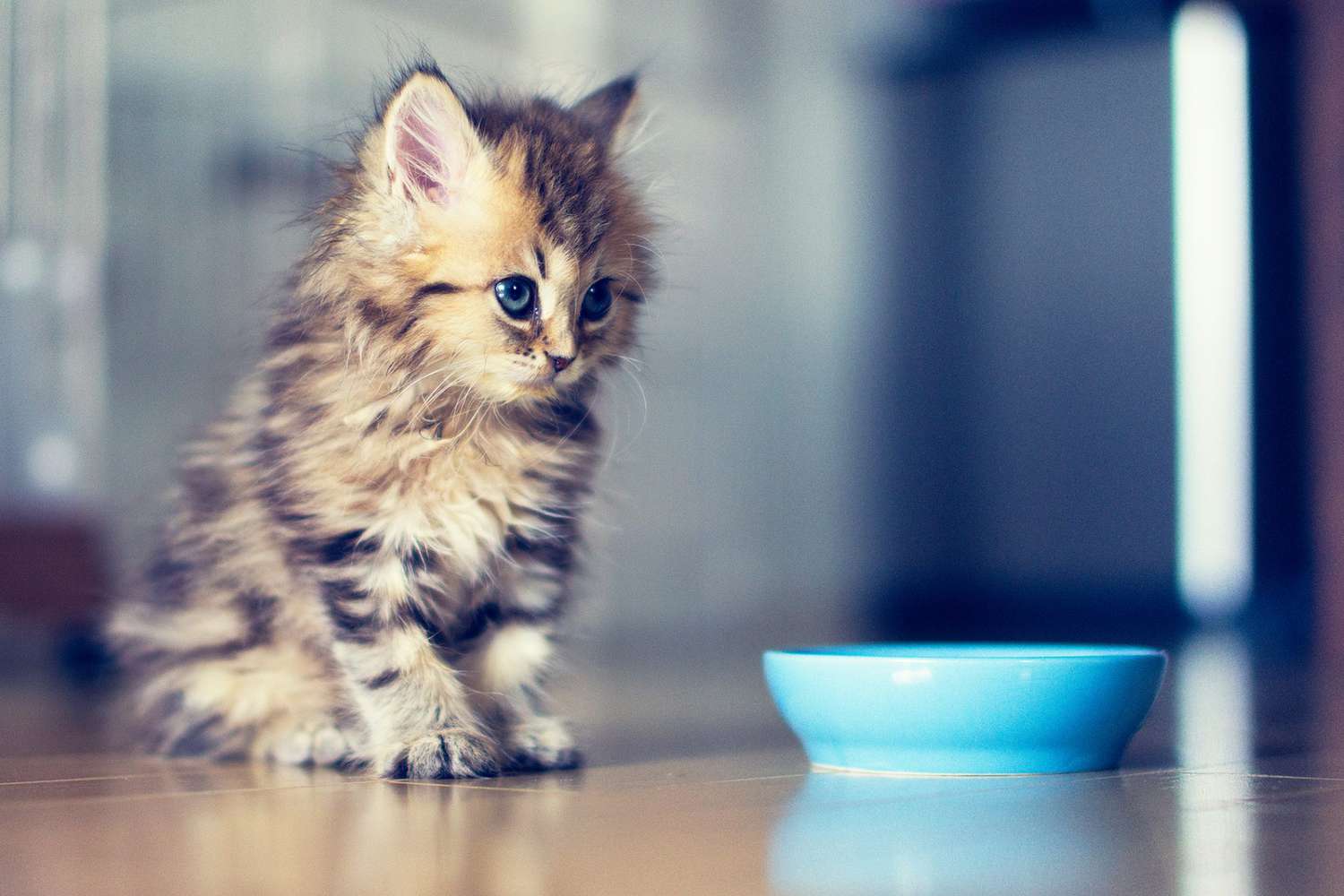 What To Feed Your Kitten From Birth To Adulthood