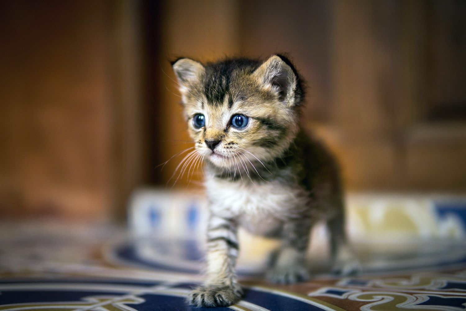 When Do Kittens Start Walking? | Daily Paws