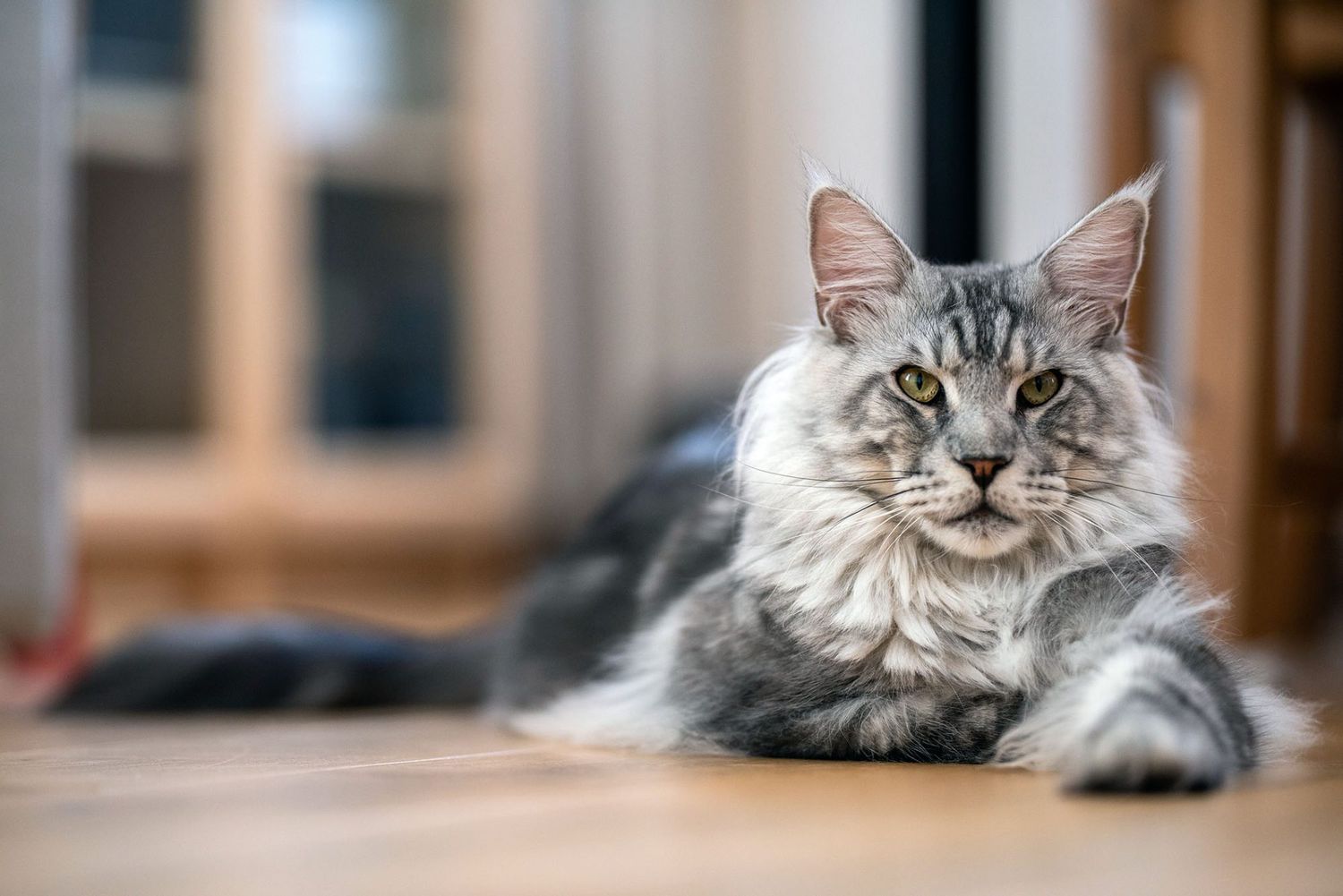 10 Large Cat Breeds That Give You More to Love | Daily Paws