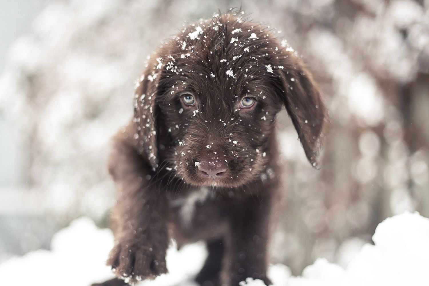 How to Treat and Prevent Dog Frostbite | Daily Paws