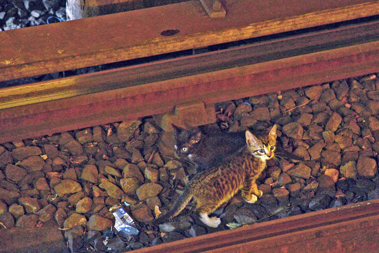 MTA Worker (and Lifelong Animal Lover) Saves Stray Cats From Train Tracks