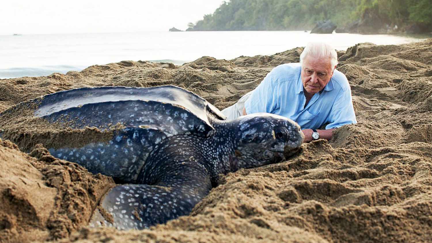 Sir David Attenborough's best episodes and moments 