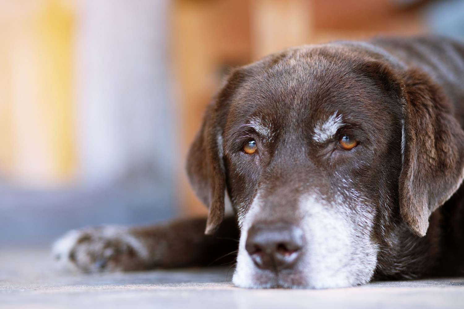 Signs a Dog Is Dying & How to Comfort Your Pup | Daily Paws