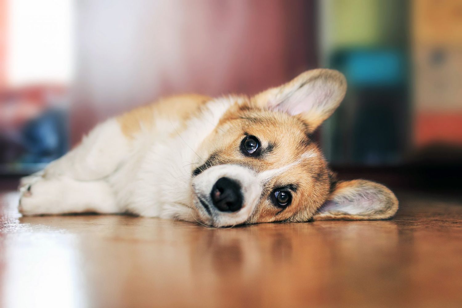 Signs of Depression in Dogs and How to Help Your Pup Cope | Daily Paws