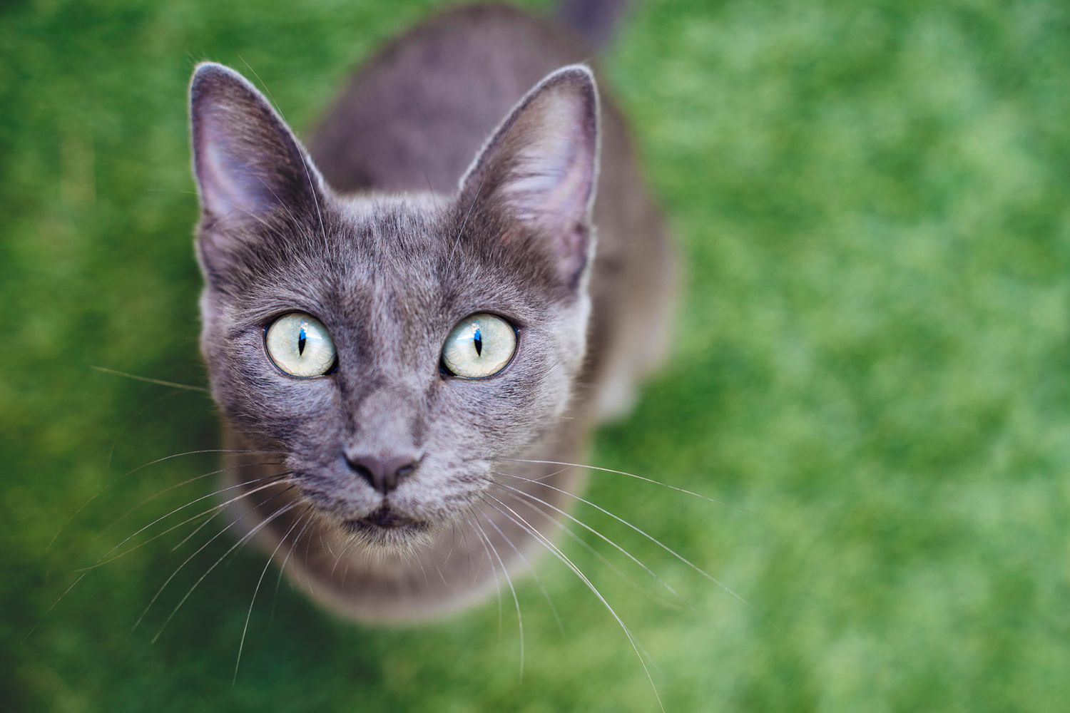 How to Spot, Treat, & Prevent Heartworm in Cats