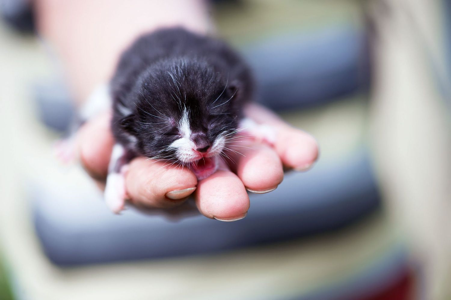 What Is Fading Kitten Syndrome and How Can You Treat It? | Daily Paws