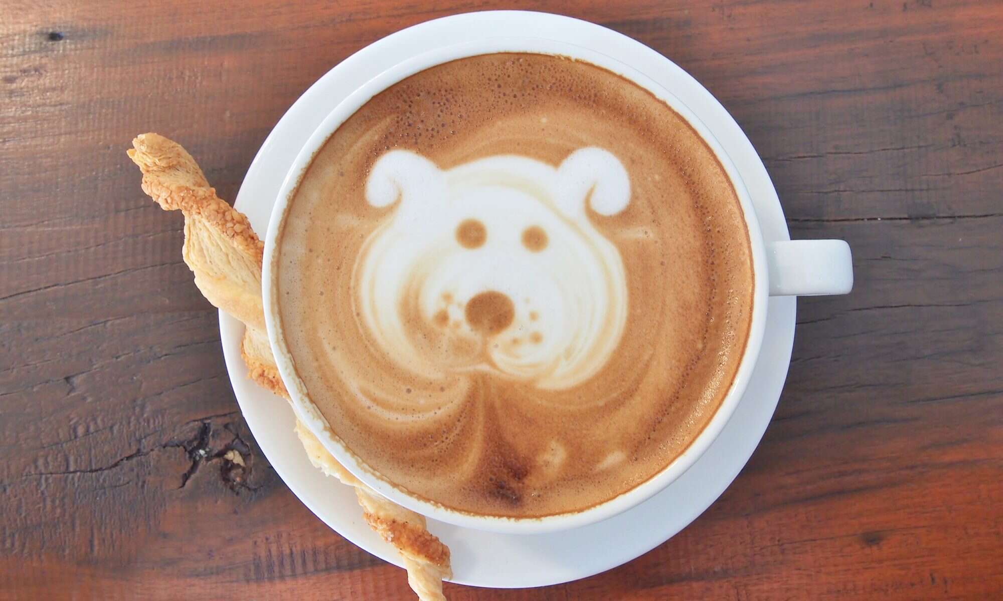 a dog that looks like a capuccino