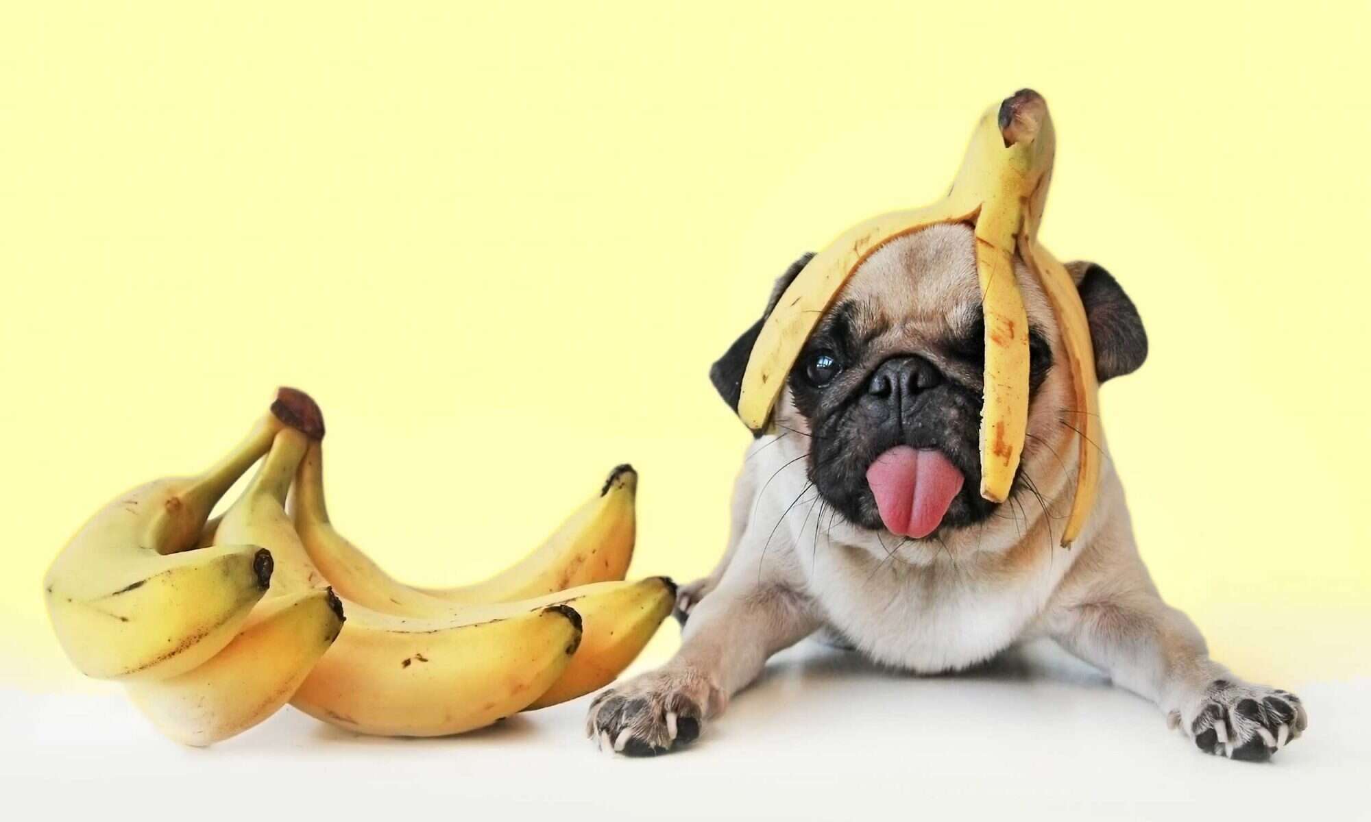 can chihuahua eat banana? 2