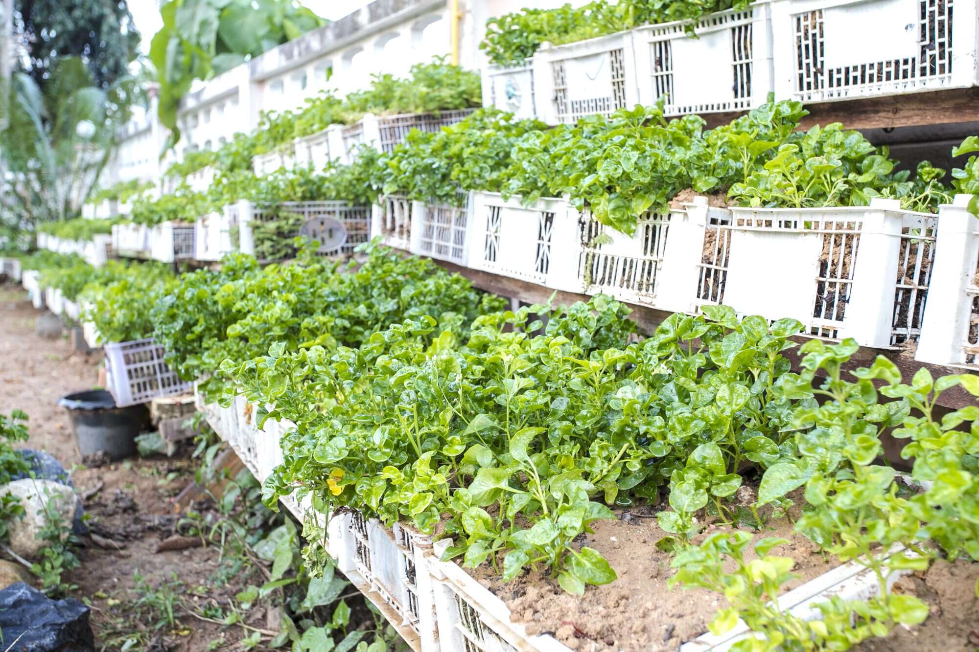 where to buy watercress in nigeria