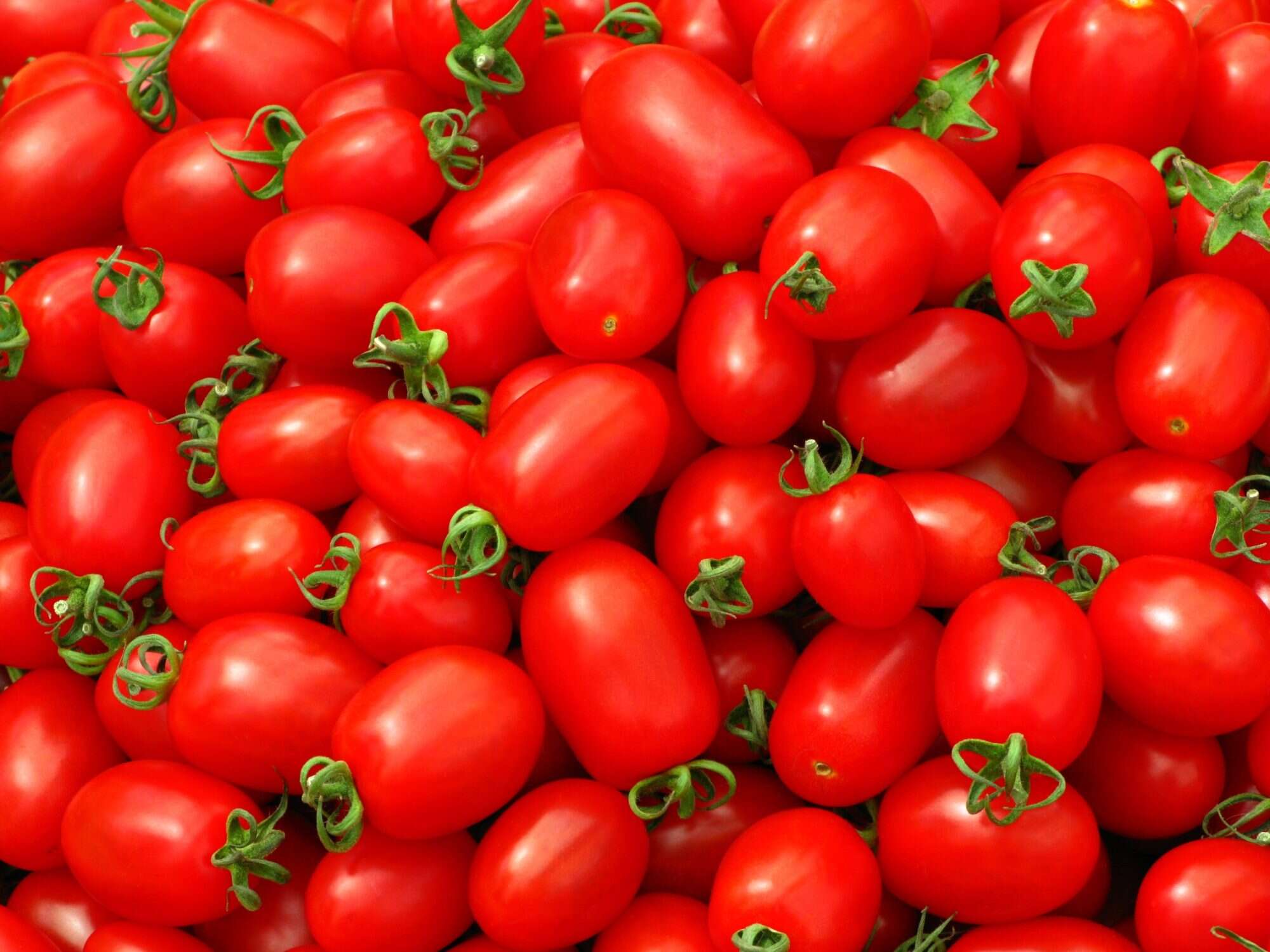 roma tomato recipes salsa