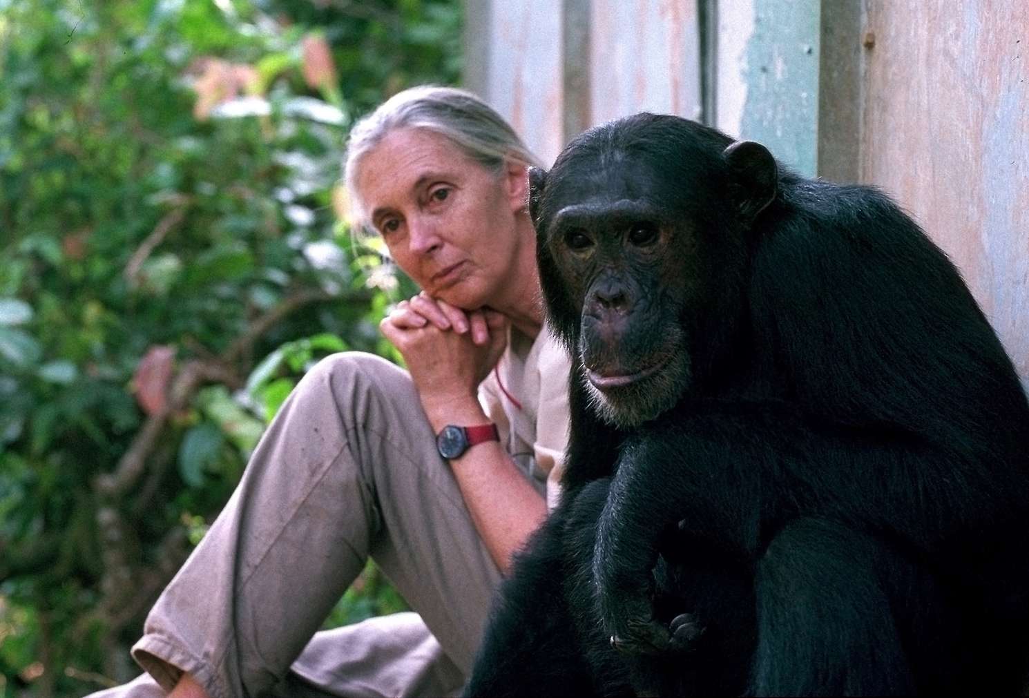Η Jane Goodall αποκτά τη δική της Barbie