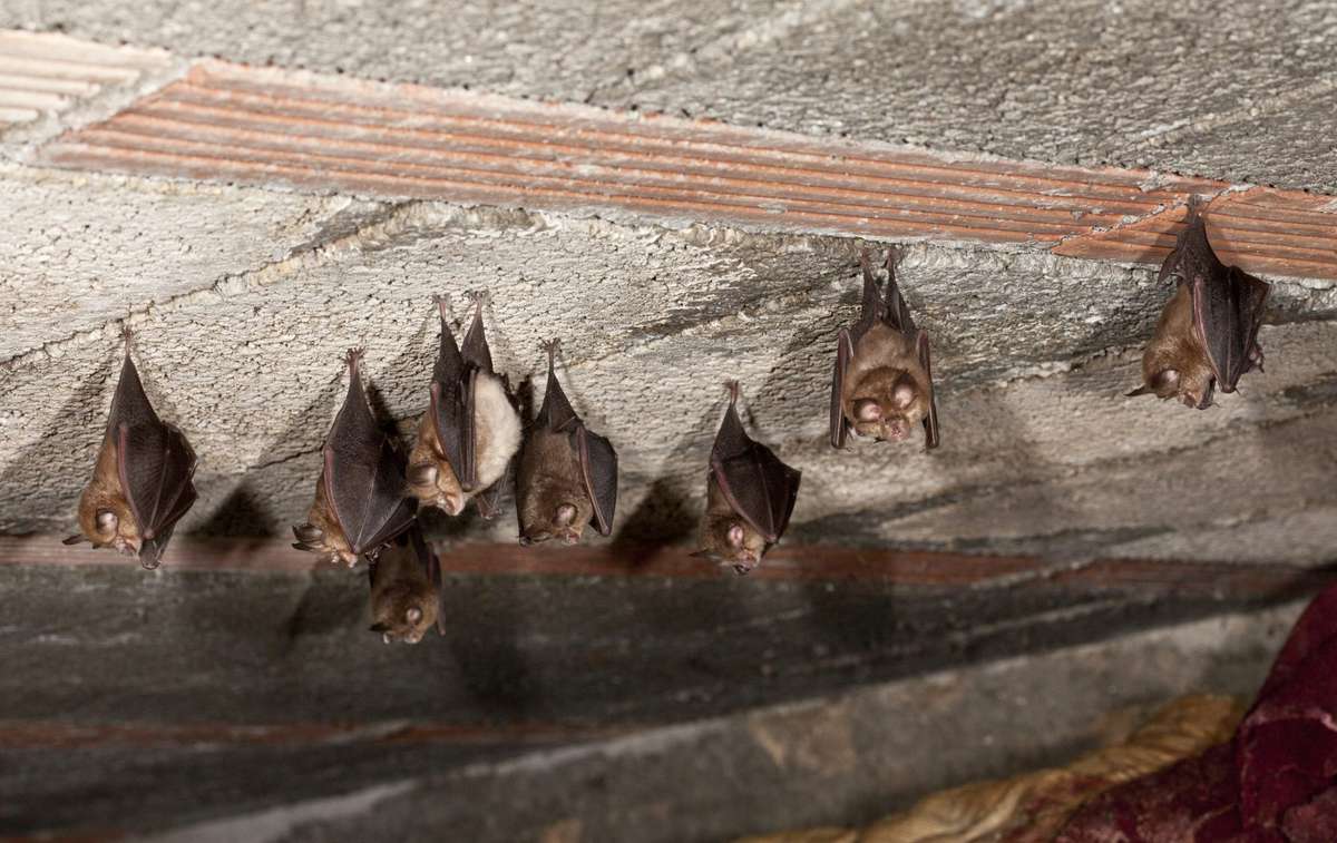 The Best (and Safest!) Way to Catch a Loose Bat in Your Home