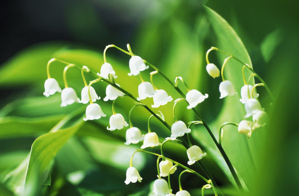 How To Grow a Lily of the Valley   Southern Living