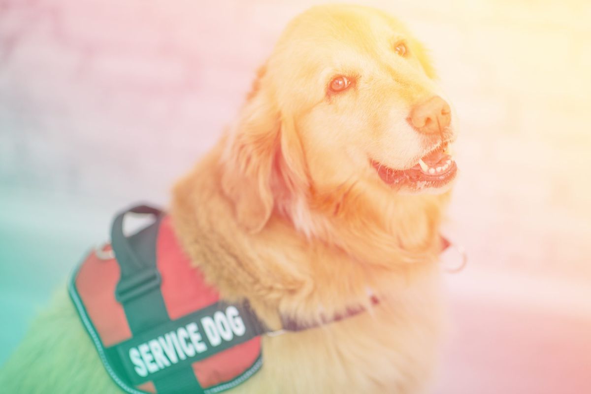 Emotional Support Animals Can Ease Anxiety, PTSD, and Other Conditions. Here's How to Get One