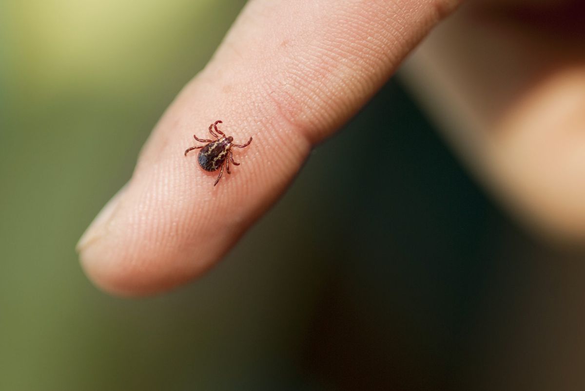 After Her Daughter Was Paralyzed by a Tick, This Mom's Warning Is Going Viral on Facebook