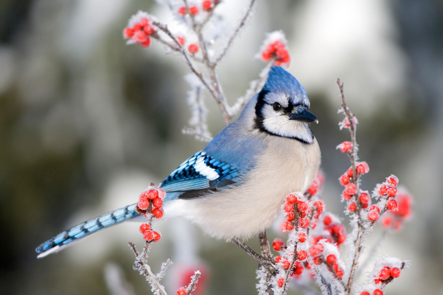 The Most Common Backyard Birds You Ll See During The Winter Martha Stewart