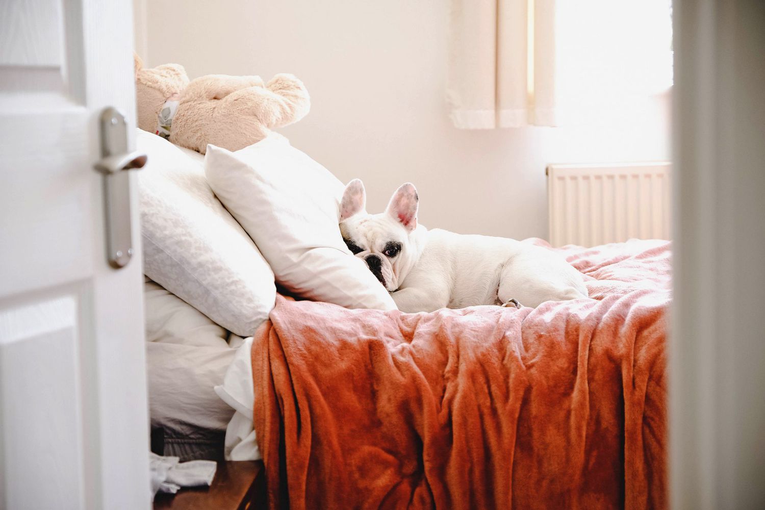 How to Clean Dog or Cat Urine Stains From Your Mattress  Daily