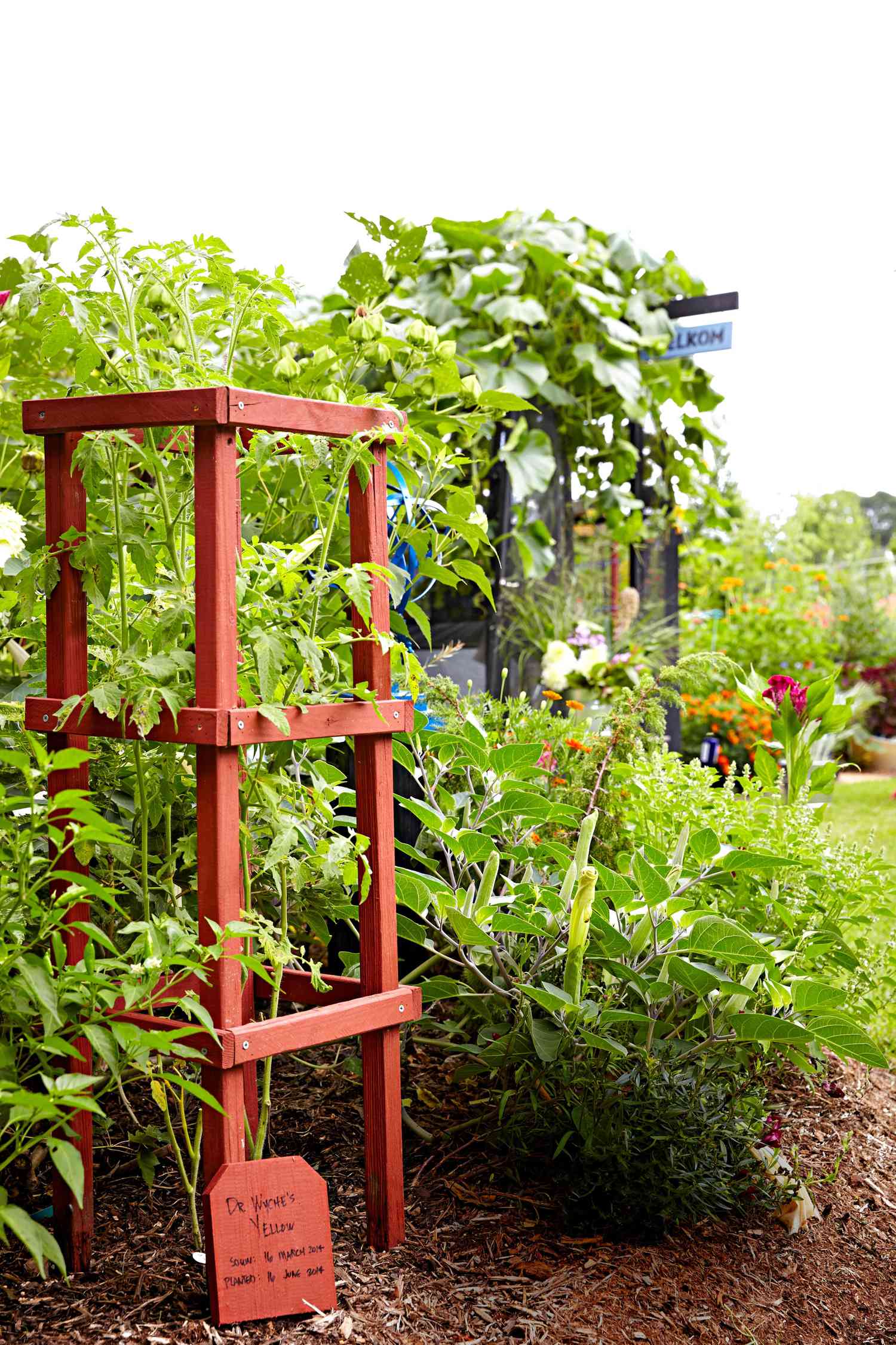 How To Start A Beginner Vegetable Garden From Scratch Better